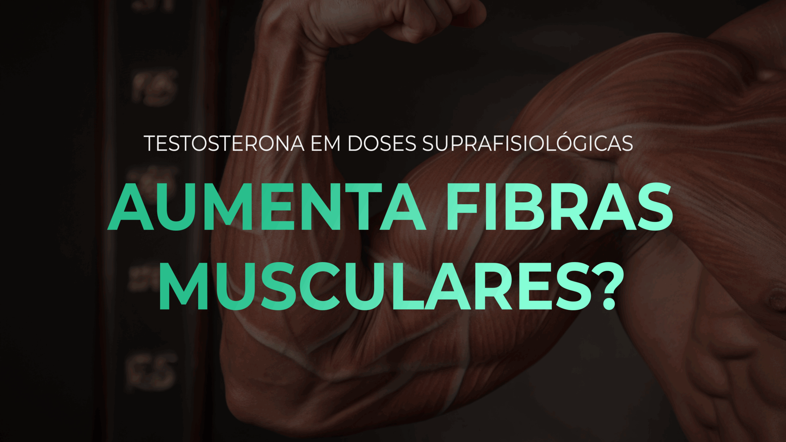 Testosterona em doses suprafisiológicas causa aumento do número de fibras musculares?
